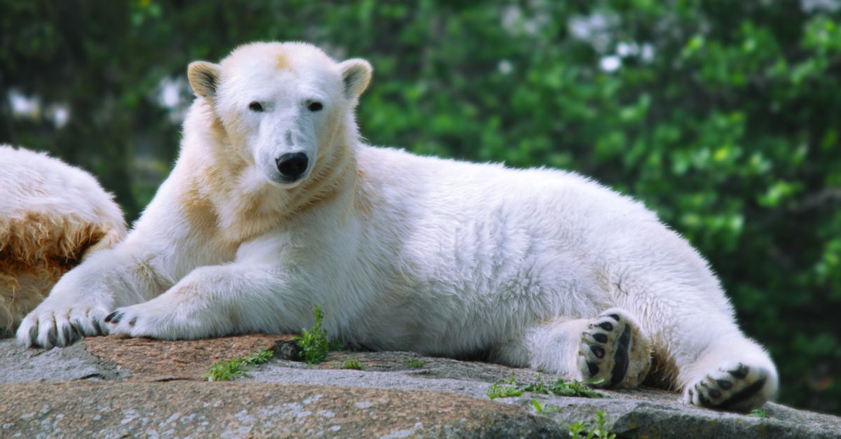 Eisbär Knut 2000er