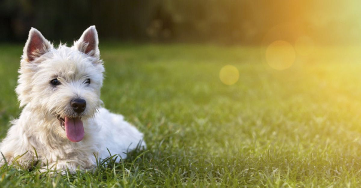 Boomer der Streuner