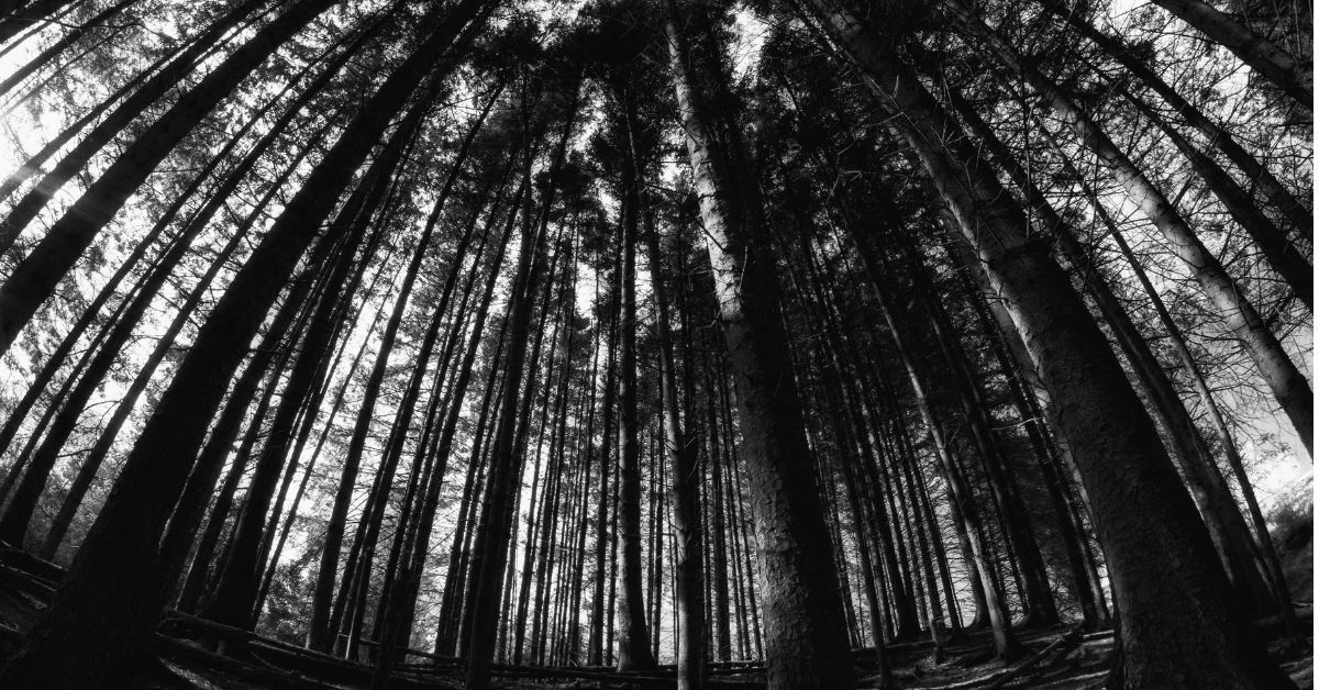 Blair Witch Wald Dunkel