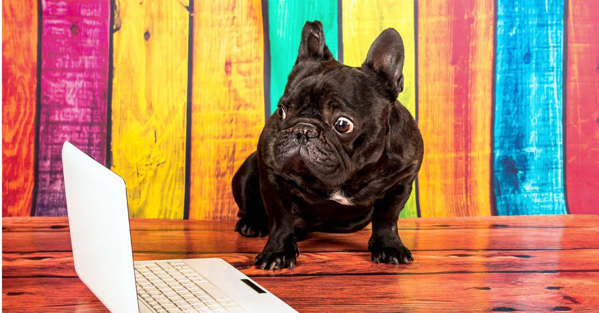 frenchbulldog-laptop