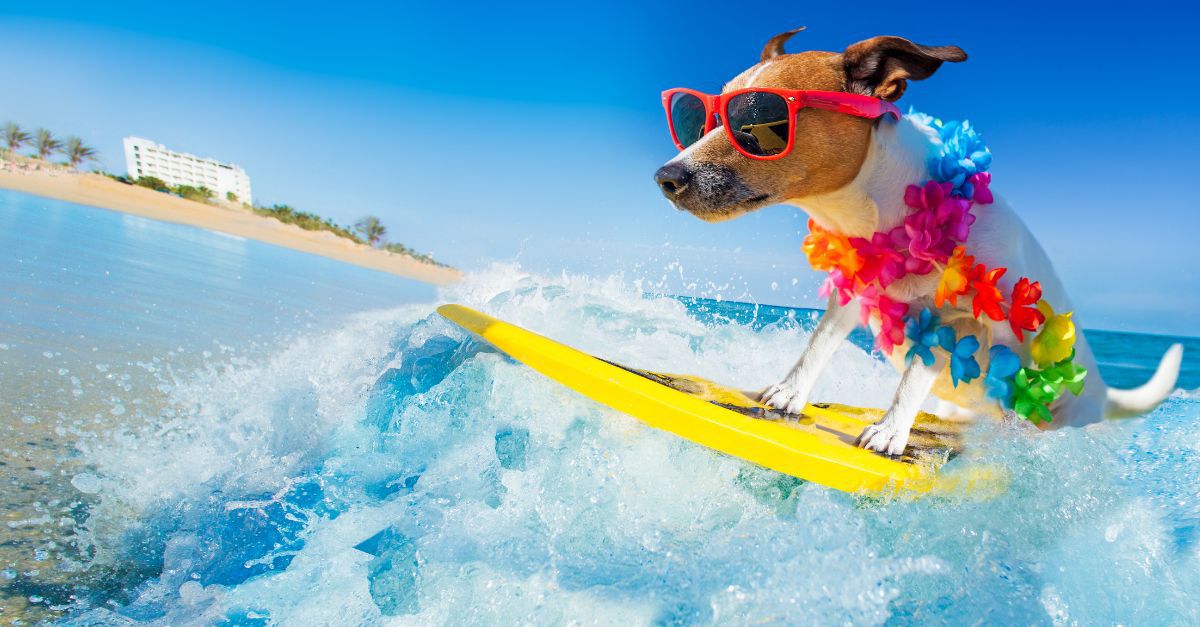 hund-surfboard