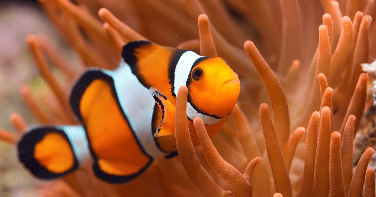 Findet Nemo, Clownfisch, Quiz, Disney