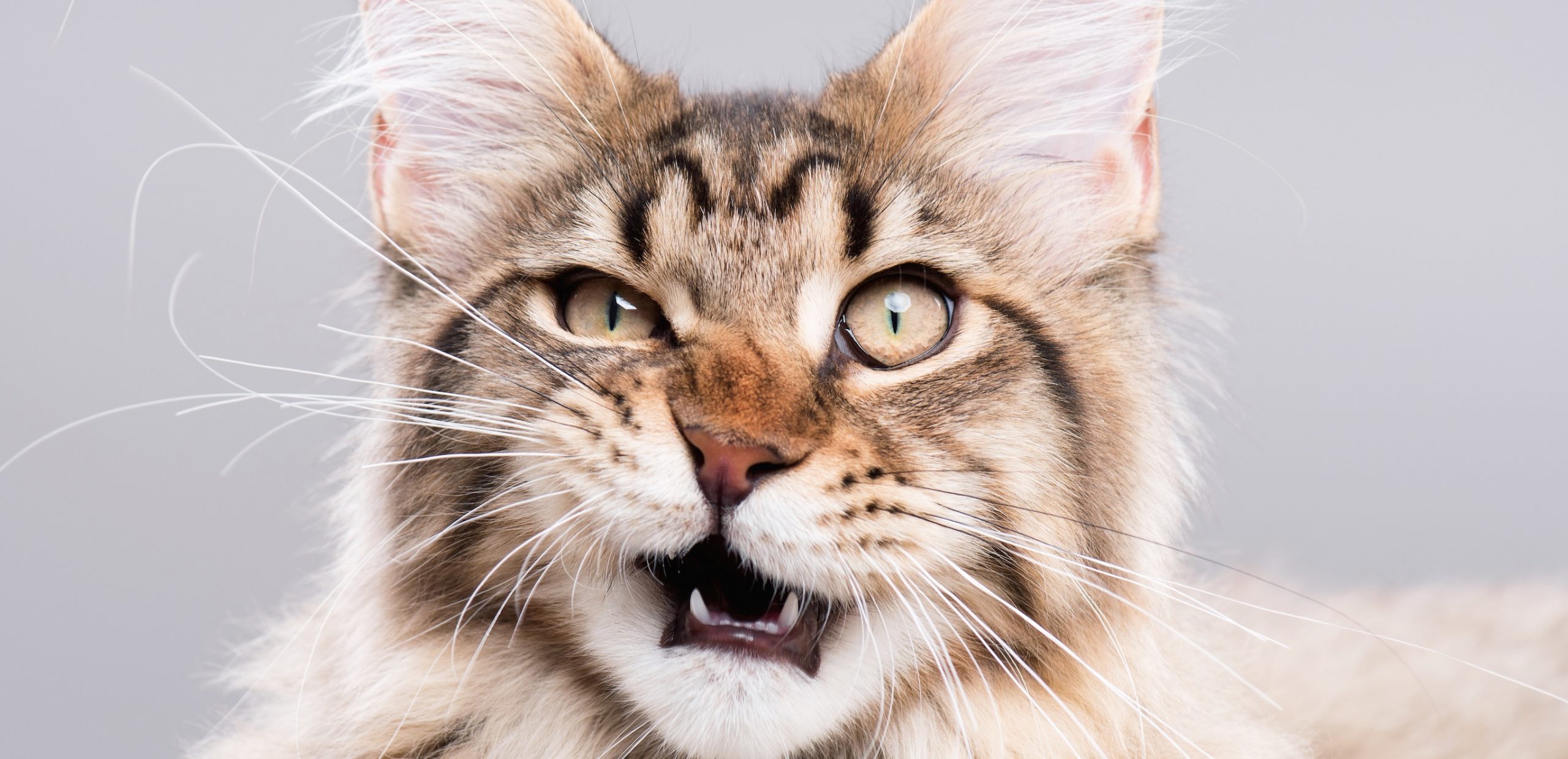 19 Bilder Die Beweisen Dass Katzen Suss Aber Auch Total Plemplem Sind